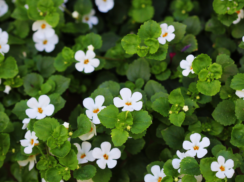 What is Bacopa Monnieri and What Does It Do?