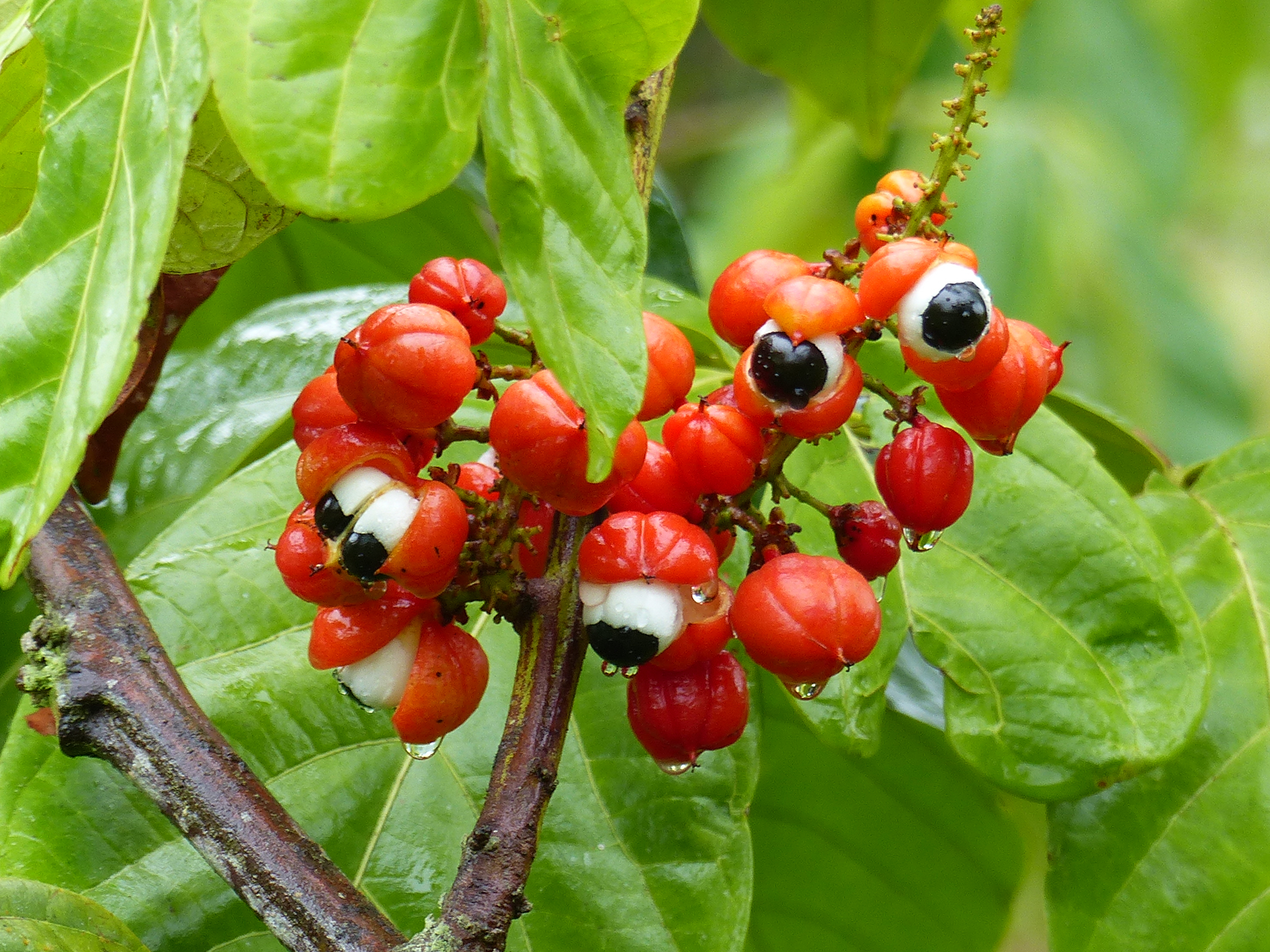 Where Does Guarana Come From and What Are the Benefits?